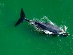 Whale Watching Whakatane