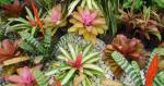 EBOP Bromeliad and Orchid Group MASSIVE SALE!! Whakatane
