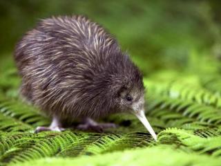Whakatane Kiwi population on the rise