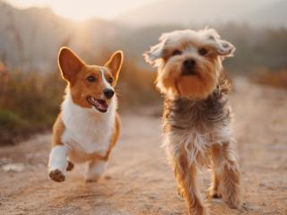 Boarding Kennels & Cattery In Ohope