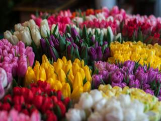 Flowers in Ohope