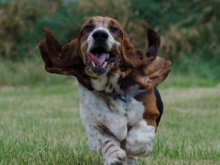 SPCA Whakatane