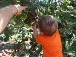 Pick your own fruit