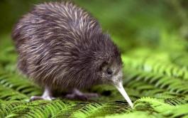 Kiwi