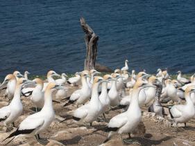 Gannet Colony