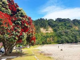 Ohope Beach Reserves