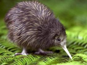 Whakatane Kiwi