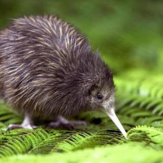 Whakatāne Kiwi